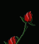 roses1