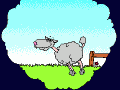 sheep