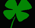 shamrock