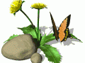 dandilion_butterfly_md_wht