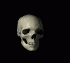 SKULL (2)