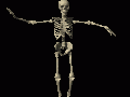 skeleton_dancing_md_clr